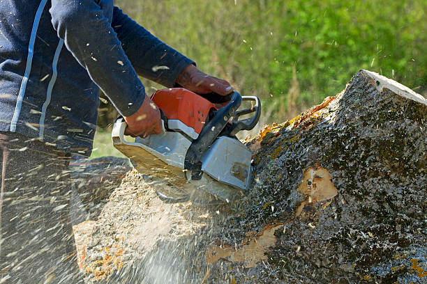 Best Stump Grinding Near Me  in Dunstan, ME